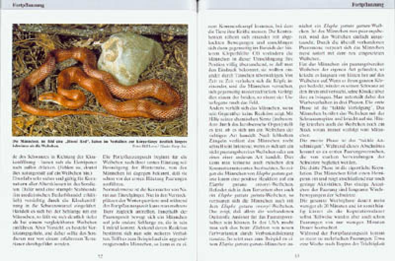 Preview: Kornnattern